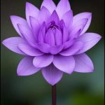 IMG-20260611-WA0003