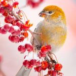 Oplus_0