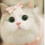 Oplus_0