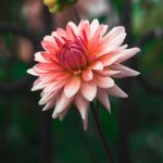 Oplus_0