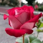 Oplus_0
