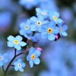 Oplus_0