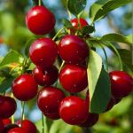 Oplus_0